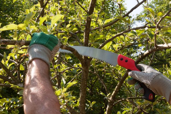 Apple Tree Trimming in Grand Blanc